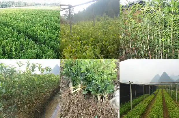 大门前能栽桂花树吗风水怎么样1684283448496