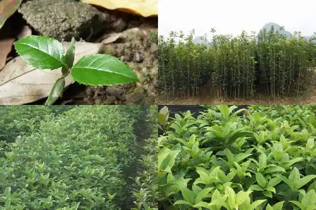 大门前能栽桂花树吗风水怎么样1684283448544