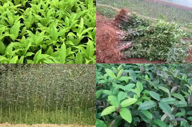 桂花树栽在大门前好吗1684283463540