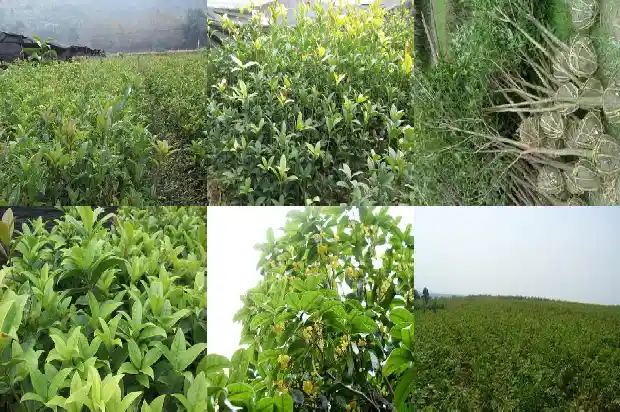 大门前能种桂花树吗风水好吗1684283482490