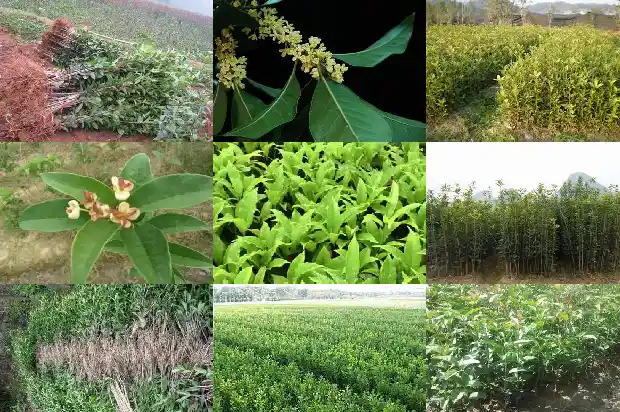大门前能种桂花树吗风水好吗1684283482536