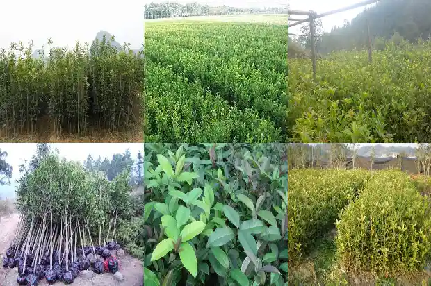 大门两侧可以种桂花树吗1684283499652