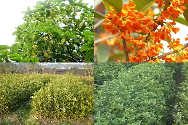 大门两侧可以种桂花树吗1684283499700