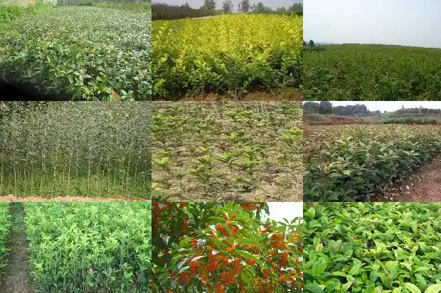 嫁接的桂花树好还是不嫁接的好1689640616703