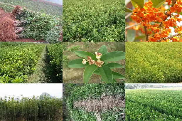 大门前不能种桂花树吗风水好吗1684283538692