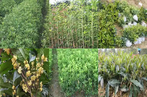 大门前不能种桂花树吗风水好吗1684283538740