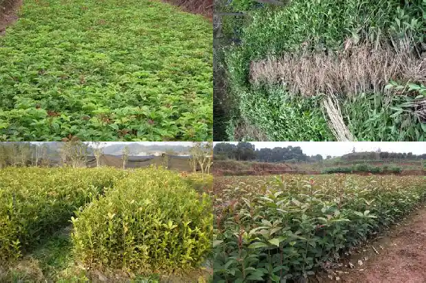 大门前不能种桂花树吗风水好吗1684283538788