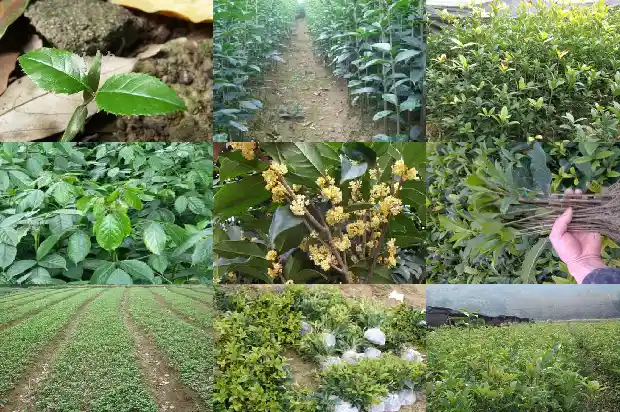 大门两边可以种桂花树吗?1684283554687