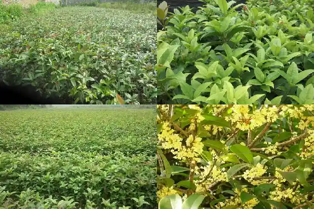大门两边可以种桂花树吗?1684283554735