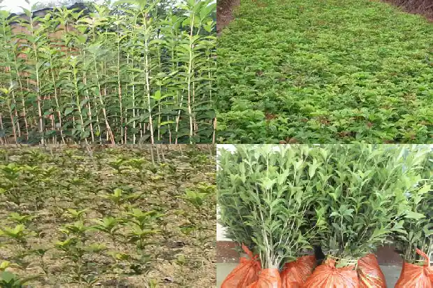 嫁接桂花多久成活率最高1688792936384