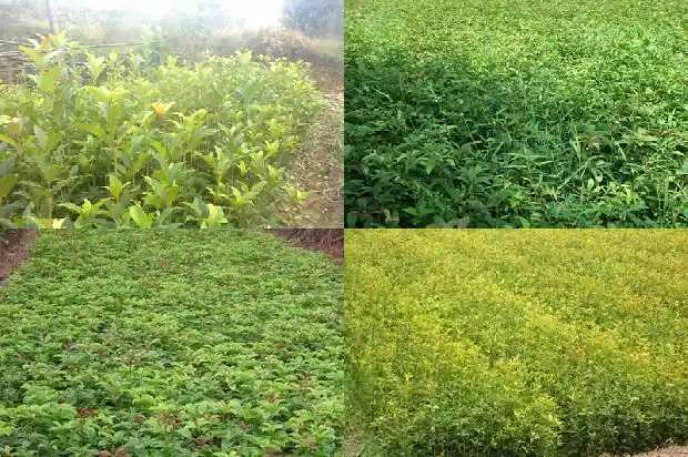 门口可以栽桂花树吗大门1684283596599