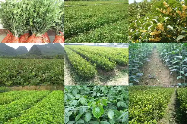 门口可以栽桂花树吗大门1684283596646