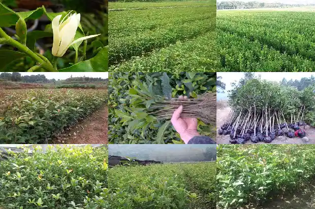 门口可以栽桂花树吗大门1684283596694