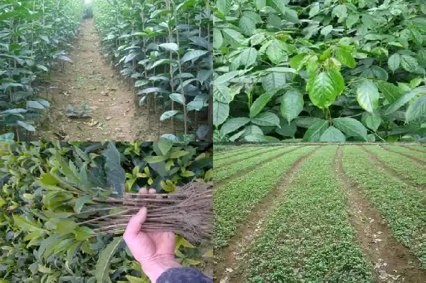 门口可以种桂花树吗?1684283636191