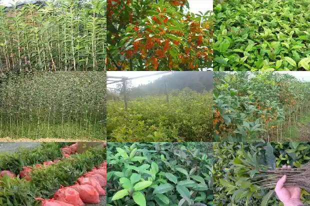 门口可以种桂花树吗?1684283636286