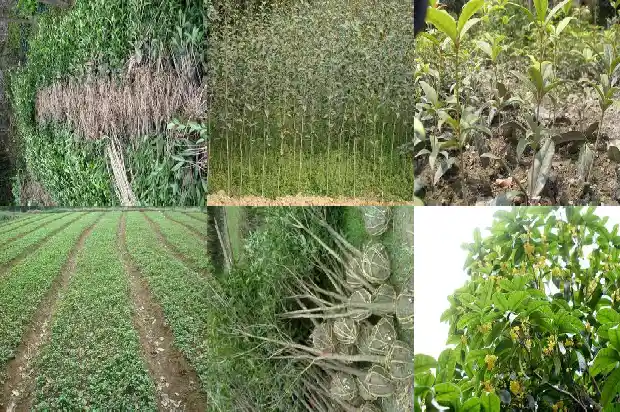 门口可以种桂花树吗?1684283636333