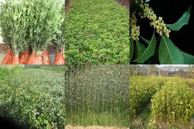 家门口可以种桂花树吗1684283653670