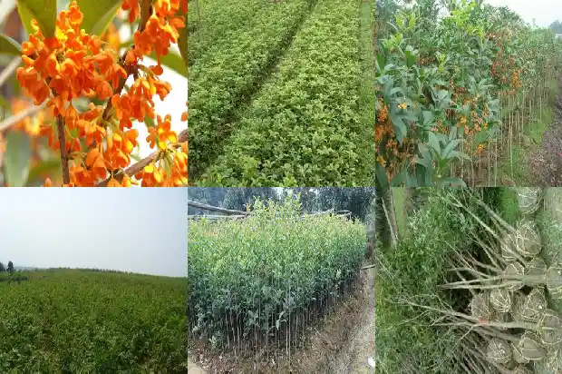 门前不能种桂花树吗1684283668944