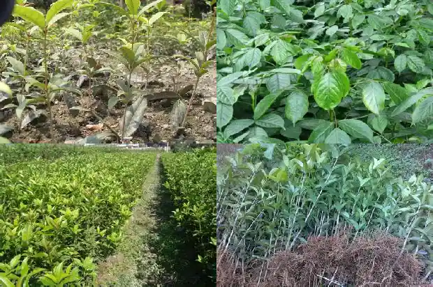 桂花的药用价值和作用是什么意思1689313485158