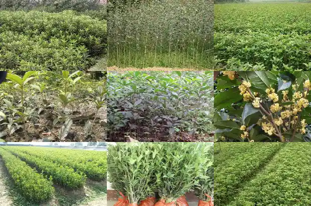 家门口左右两边可以栽桂花树吗1684283688641