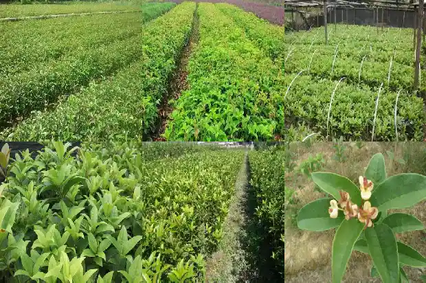 桂花树能种大门两侧吗1684283710437