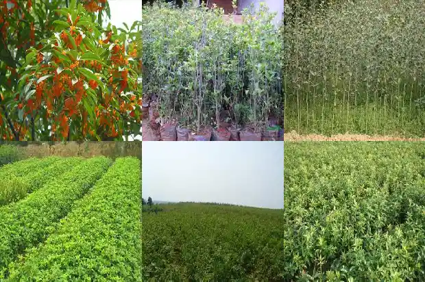 桂花树能种大门两侧吗1684283710484