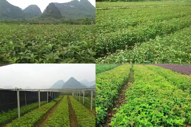 桂花树能种大门两侧吗1684283710531