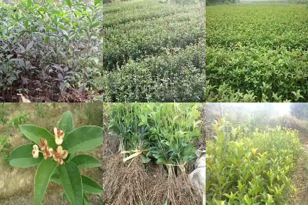 大门前可以种桂花树吗风水好吗1684283725448