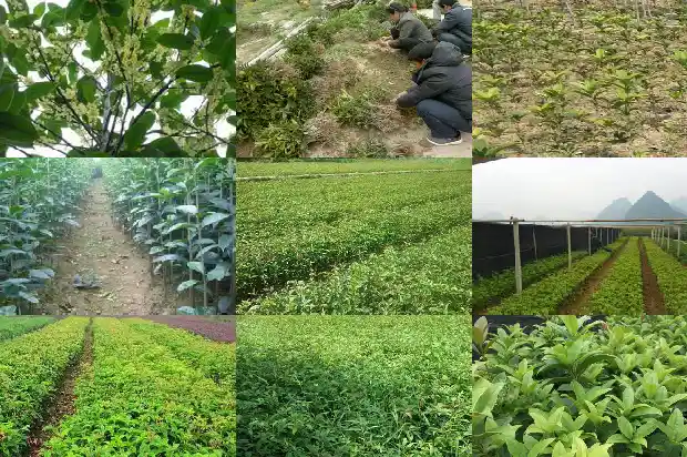 大门前可以种桂花树吗风水好吗1684283725496