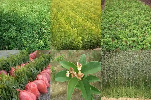 大门门口种桂花树可以吗风水好吗1684283747434