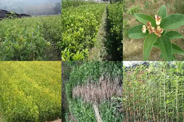 大门门口种桂花树可以吗风水好吗1684283747482