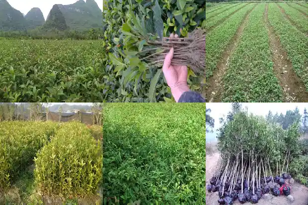 桂花树可以种在大门口吗北方1684283766748