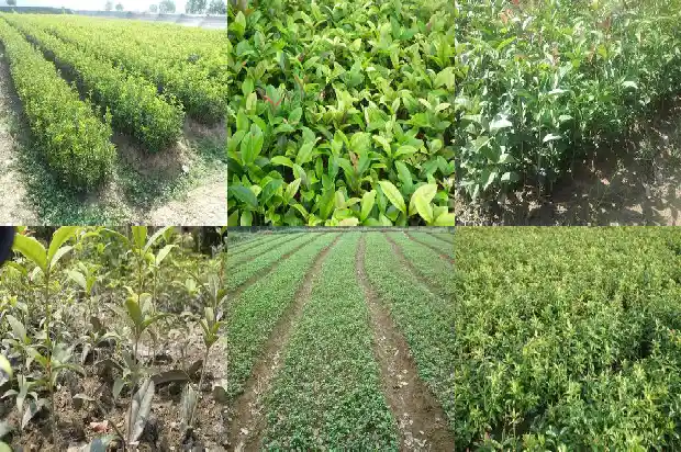 桂花树可以种在大门口吗北方1684283766795