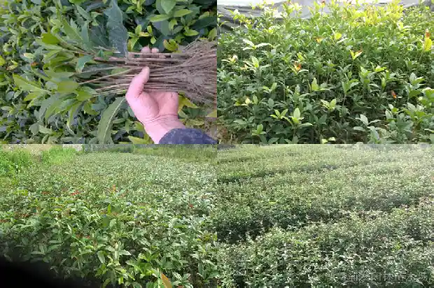 桂花树可以种在大门口吗北方1684283766889