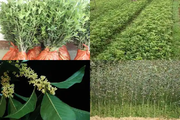 桂花树种在门前左边好还是右边好1688692685808