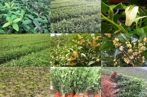大门前种桂花树好不好呢1684283822841