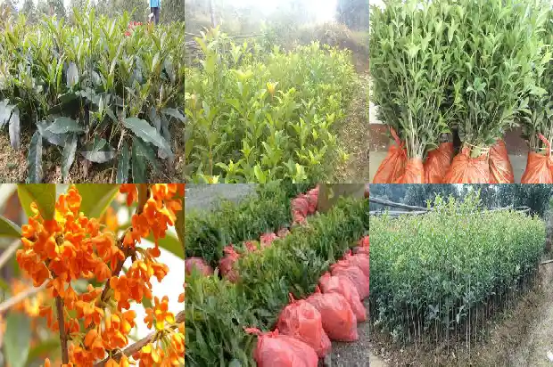 大门前种桂花树好不好呢1684283822937