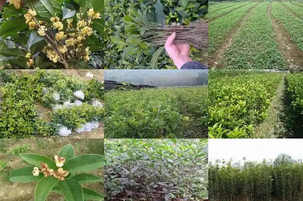 黄金桂花树价格表最新行情1689899474593