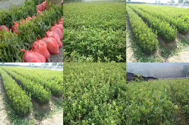 什么时候适合种桂花1688606456423