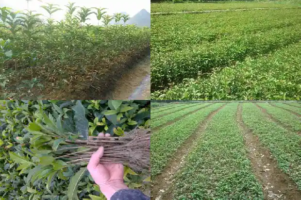 移栽桂花树的施肥时间和方法1684283897525