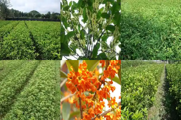 移栽桂花树的施肥时间和方法1684283897572
