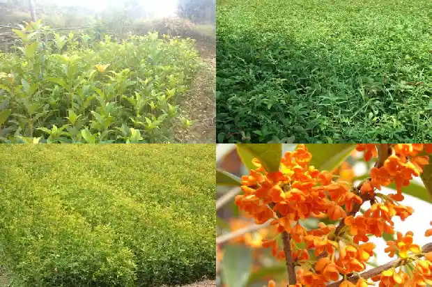 桂花树什么时候追肥好一点1684283914714