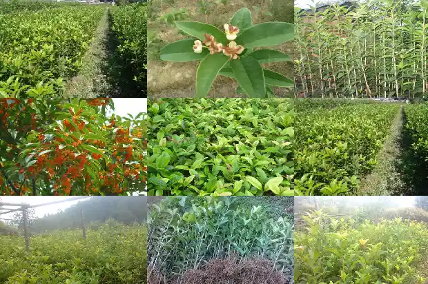 桂花树什么时候追肥好一点1684283914760