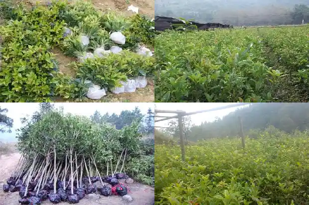 桂花树什么时候追肥好一点1684283914807