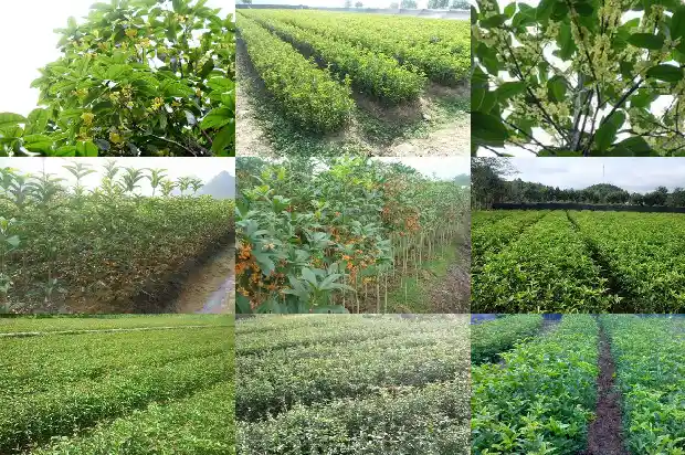 桂花树啥时候施肥最好1684283929395