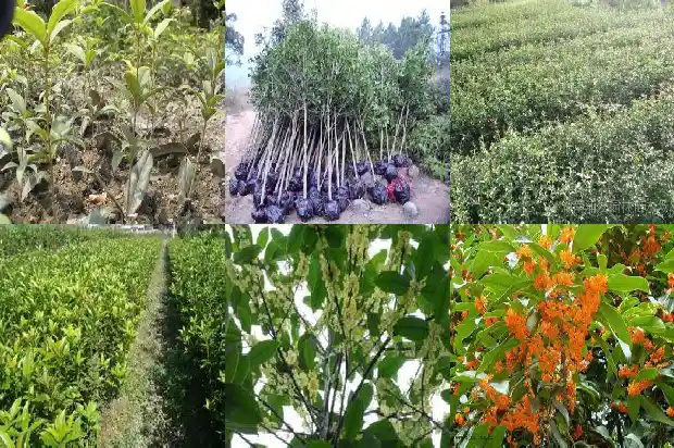 桂花树冬天用什么肥料最好1684283946203