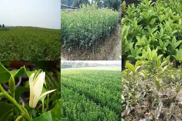 桂花冬天能施肥吗1684284090278