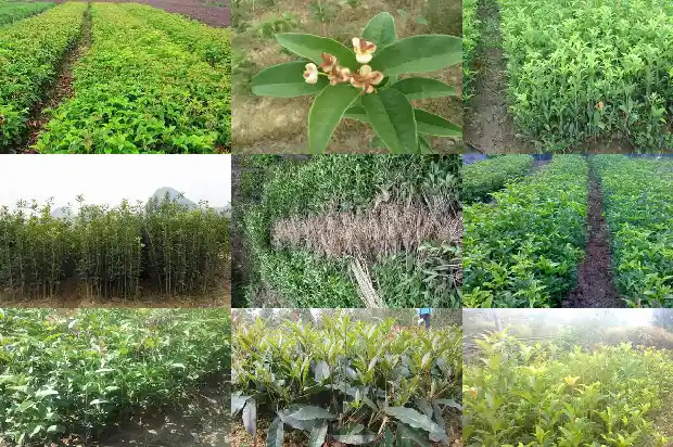 桂花冬天能施肥吗1684284090326