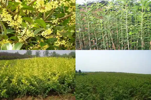 桂花树施肥多了叶子发黄怎么办1684284127096