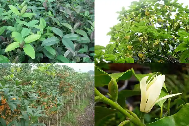 桂花树施肥多了叶子发黄怎么办1684284127190